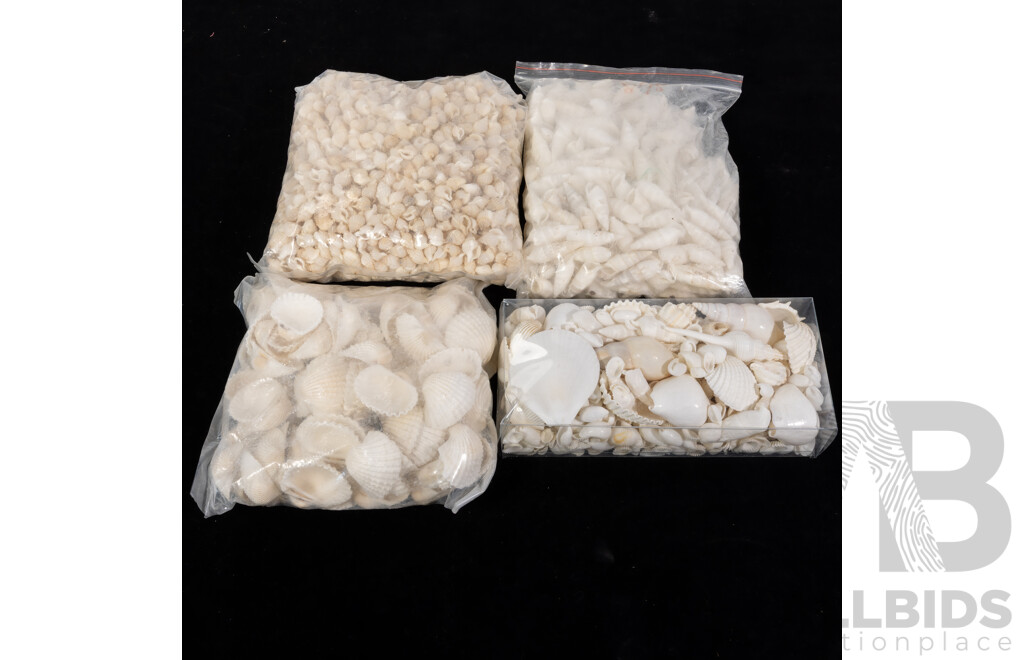 Collection White Sea Shells Including Small & Medium Cockle Shells, Bubble Shells and More