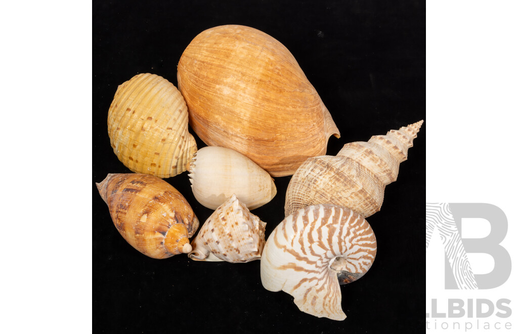Collection Vintage Australian and Other Large Shells Including Baler, Nautilus, Helmet Examples and More
