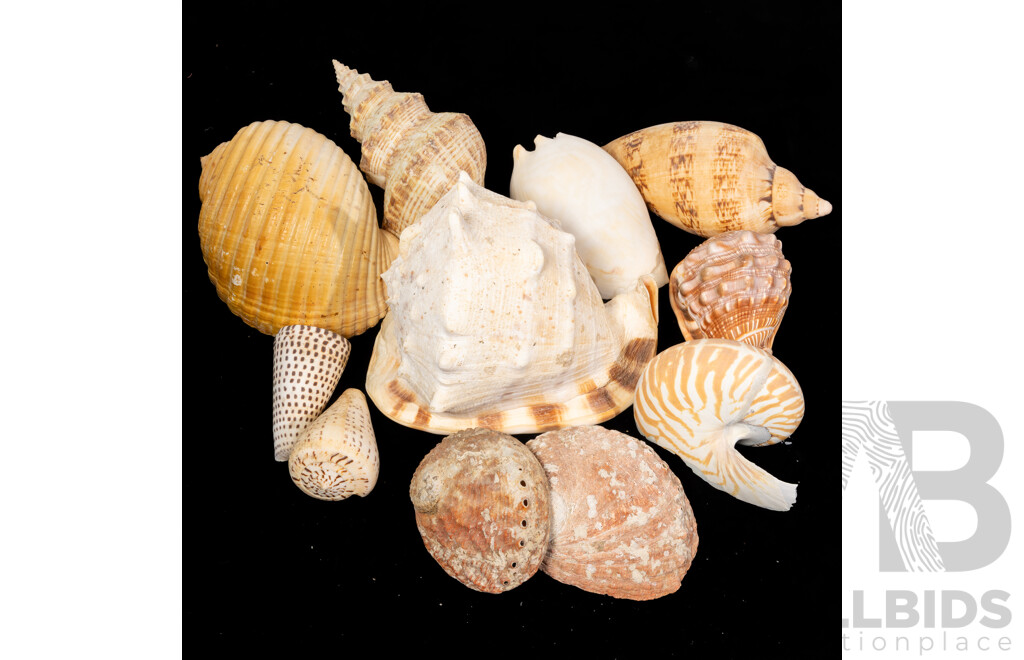 Collection Vintage Australian and Other Large Shells Including Baler, Nautilus, Cassius Cornuta Helmet Examples and More