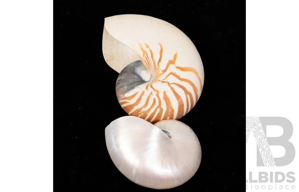 Large Vintage Tiger Nautilus Shell with Pearl Nautilus Shell