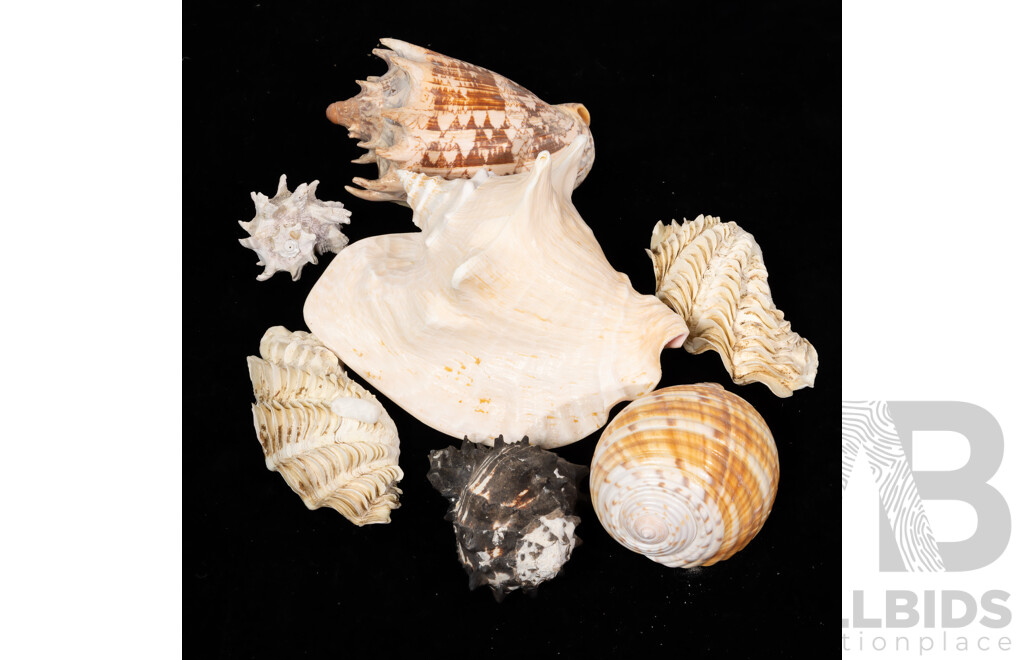 Collection Vintage Australian and Other Sea Shells Including Queen Conch, Murex, Ruffles Clam Pair and More