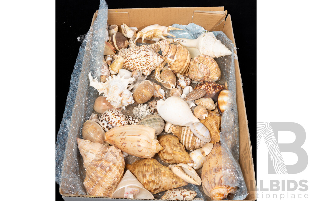 Collection Vintage Australian and Other Sea Shells Including Volutes, Cone, Whelk, Cowrie, Lambis, Murex  and More