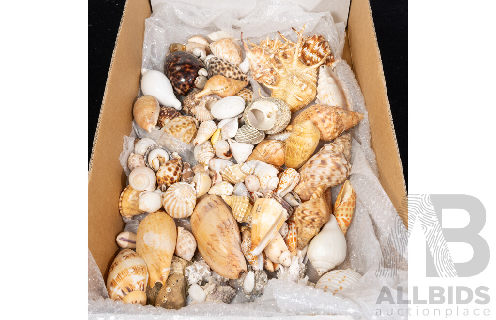 Collection Vintage Australian and Other Sea Shells Including Volutes, Cone, Whelk, Cowrie, Lambis, Murex  and More
