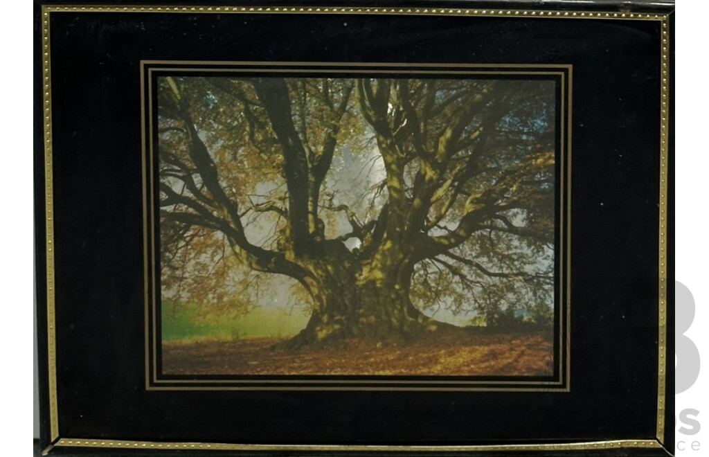 Artists Unknown (Exact Dates Unknown), Foil Tree, St Petersburg & Bushman Gathering Water, Trio of Vintage Mixed Media Landscapes & City Scape, 31 x 41 cm (largest frame) (3)