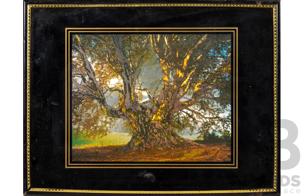 Artists Unknown (Exact Dates Unknown), Foil Tree, St Petersburg & Bushman Gathering Water, Trio of Vintage Mixed Media Landscapes & City Scape, 31 x 41 cm (largest frame) (3)
