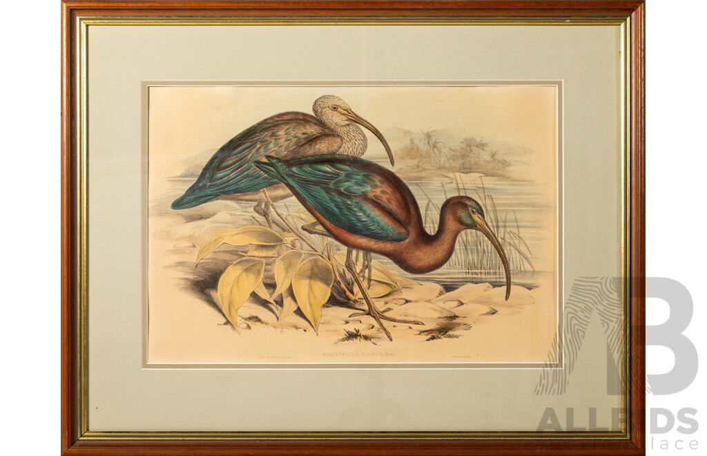 John Gould, (19th C., British, 1804-1881), Charles Joseph Hullmandel (18/19th C., 1789-1850), Glossy Ibis, Wonderful Antique Hand Coloured Lithograph, 55 x 75 cm (frame)