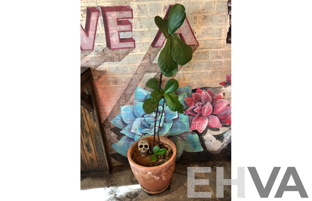 Terracotta Pot with Fiddle Leaf Fig Plant