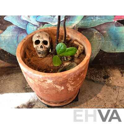Terracotta Pot with Fiddle Leaf Fig Plant