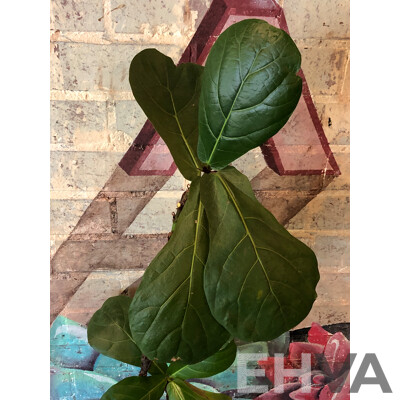Terracotta Pot with Fiddle Leaf Fig Plant