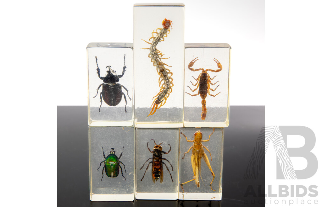 Collection Six Insects in Clear Resin