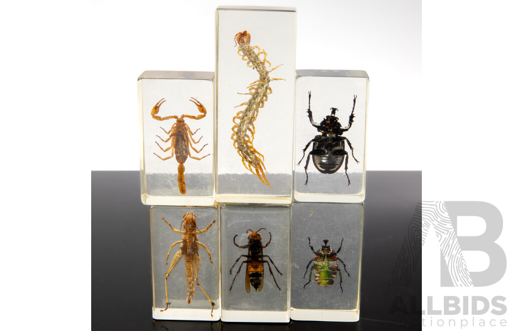 Collection Six Insects in Clear Resin