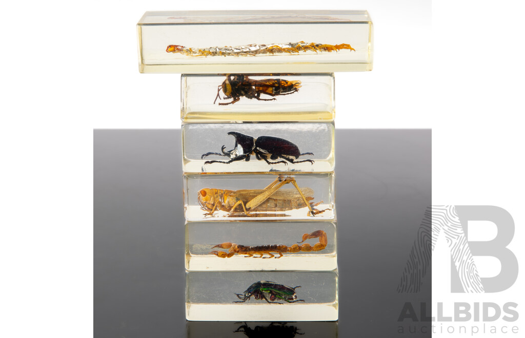 Collection Six Insects in Clear Resin
