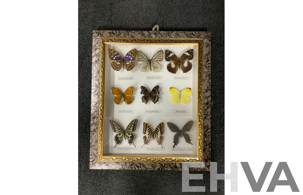 Framed Butterfly Specimens 37 X 31 Cm