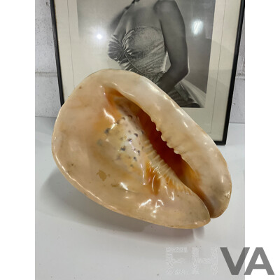 MARLYN MONROE Framed Picture, Book and Large Sea Shell - Lot of 3