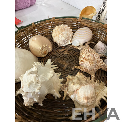 Large Collection of Sea Shell, Including Shell Lamp, Sea Shell Chandelier, Abalone Shell Art, Hot Plate Trivets, Mother of Pearl Shell and More
