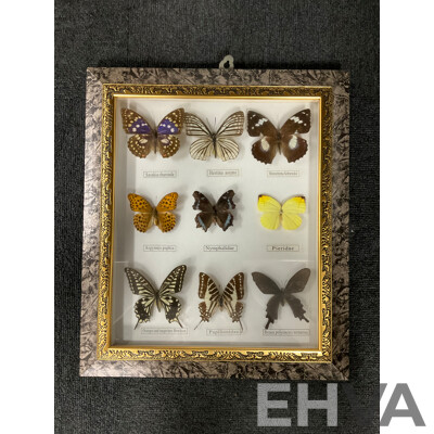 Framed Butterfly Specimens 37 X 31 Cm