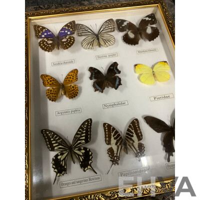 Framed Butterfly Specimens 37 X 31 Cm