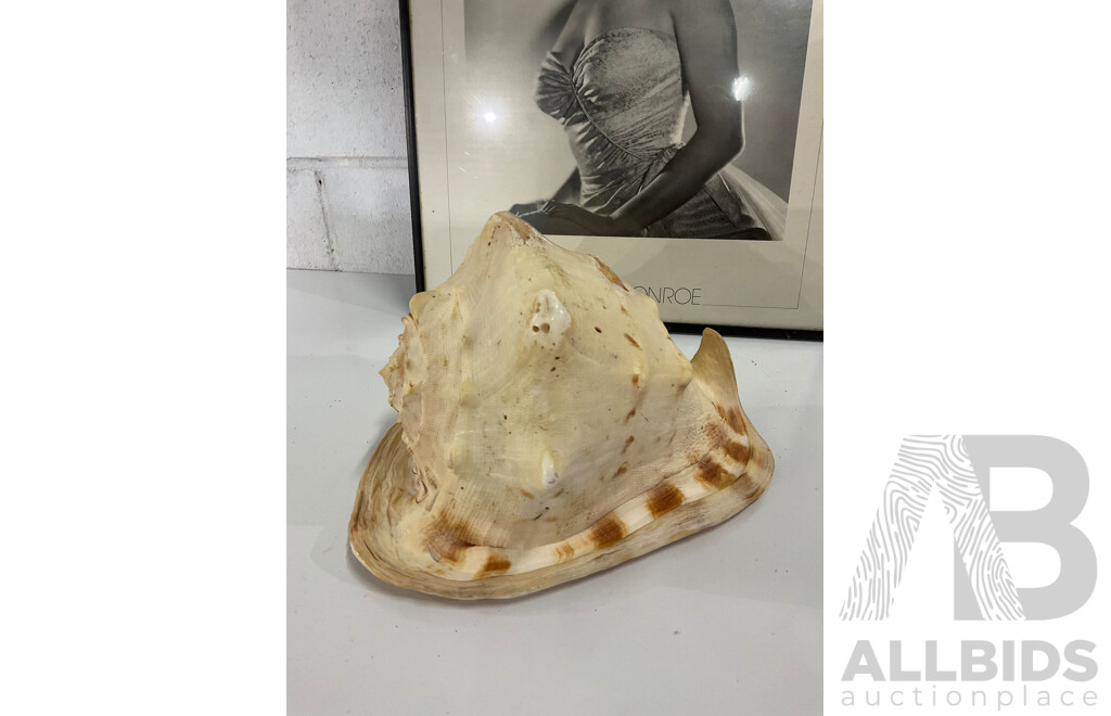 MARLYN MONROE Framed Picture, Book and Large Sea Shell - Lot of 3