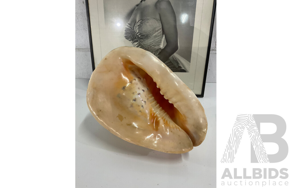 MARLYN MONROE Framed Picture, Book and Large Sea Shell - Lot of 3