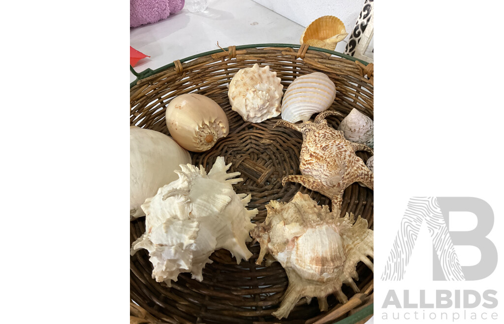 Large Collection of Sea Shell, Including Shell Lamp, Sea Shell Chandelier, Abalone Shell Art, Hot Plate Trivets, Mother of Pearl Shell and More