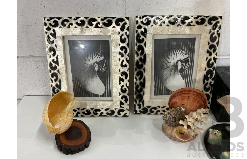 Large Collection of Sea Shell, Including Shell Lamp, Sea Shell Chandelier, Abalone Shell Art, Hot Plate Trivets, Mother of Pearl Shell and More
