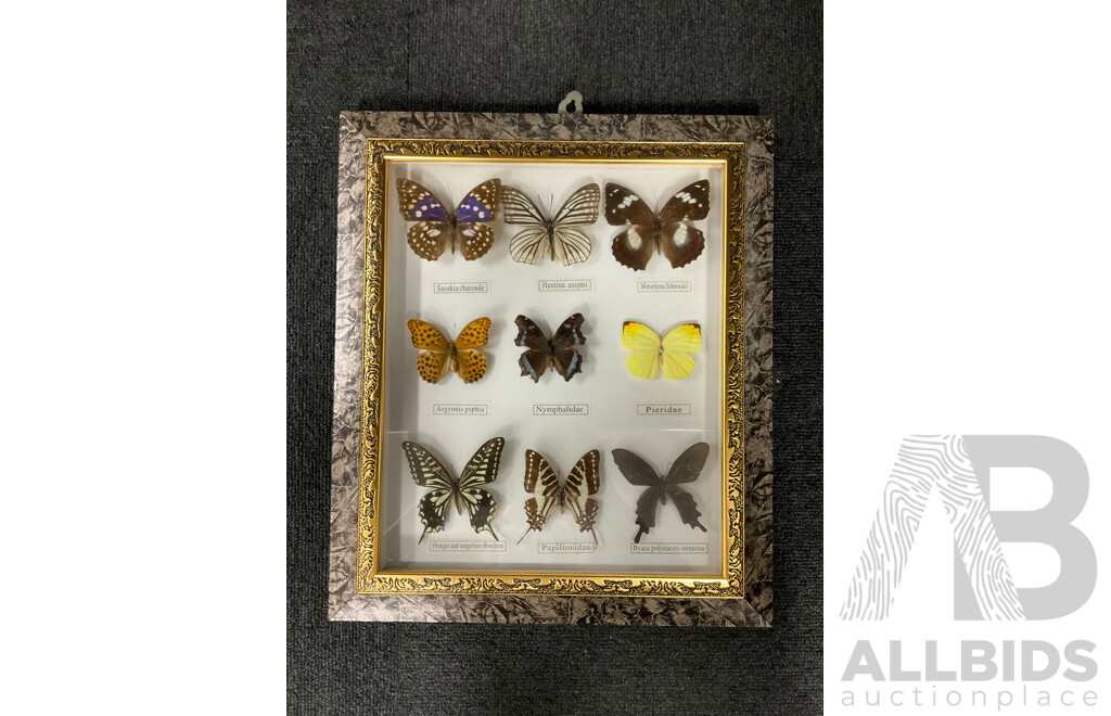 Framed Butterfly Specimens 37 X 31 Cm