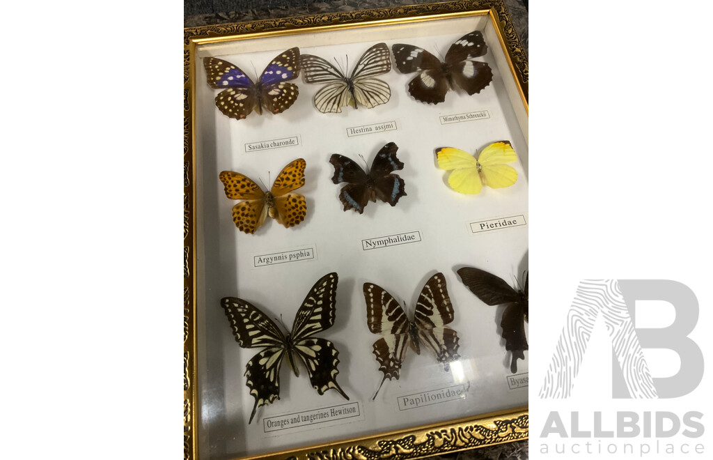 Framed Butterfly Specimens 37 X 31 Cm