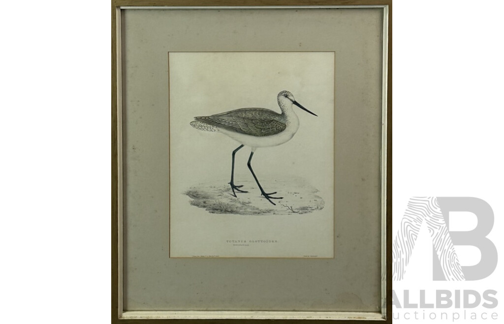 Elizabeth Gould, (19th Century, British, 1804-1841), Totanus Glottoides [Greenshanks], Original Antique Hand Coloured Lithograph Print of Original, 62 x 51 cm (frame)