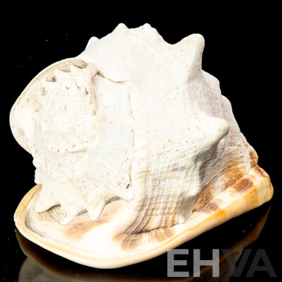 Vintage Large Helmet Cassis Cornuta Sea Shell