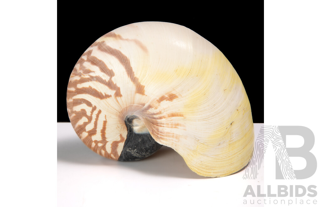 Vintage Large Tiger Nautilus Sea Shell