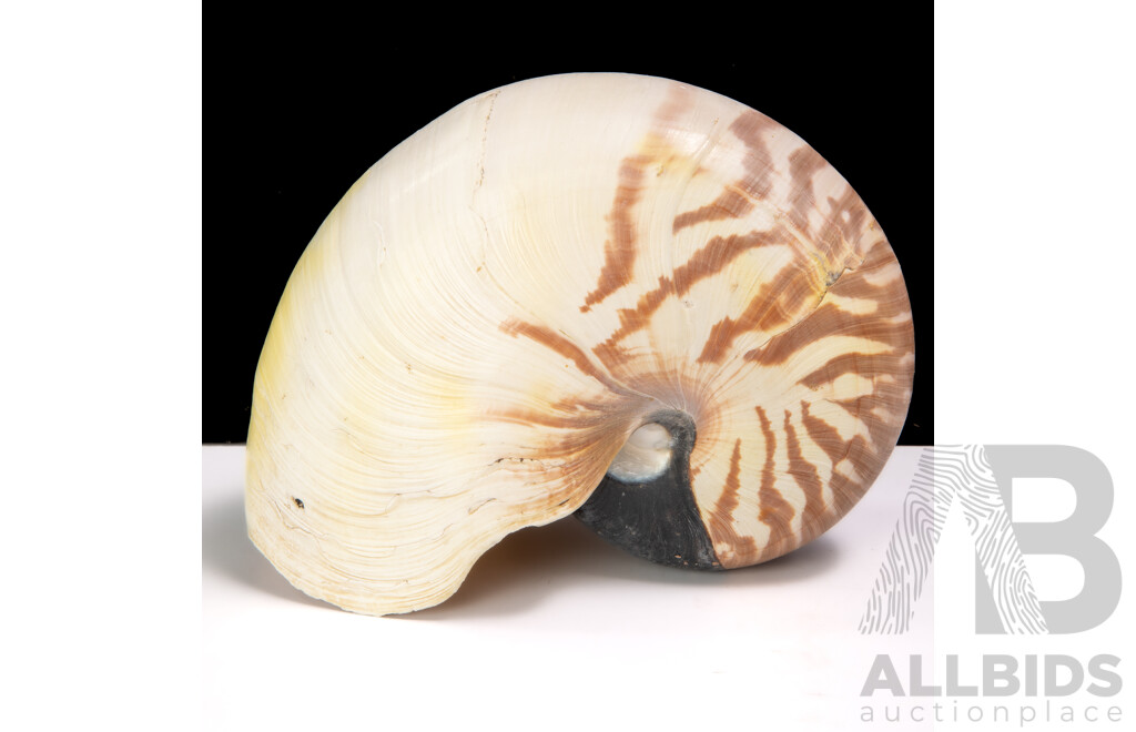 Vintage Large Tiger Nautilus Sea Shell