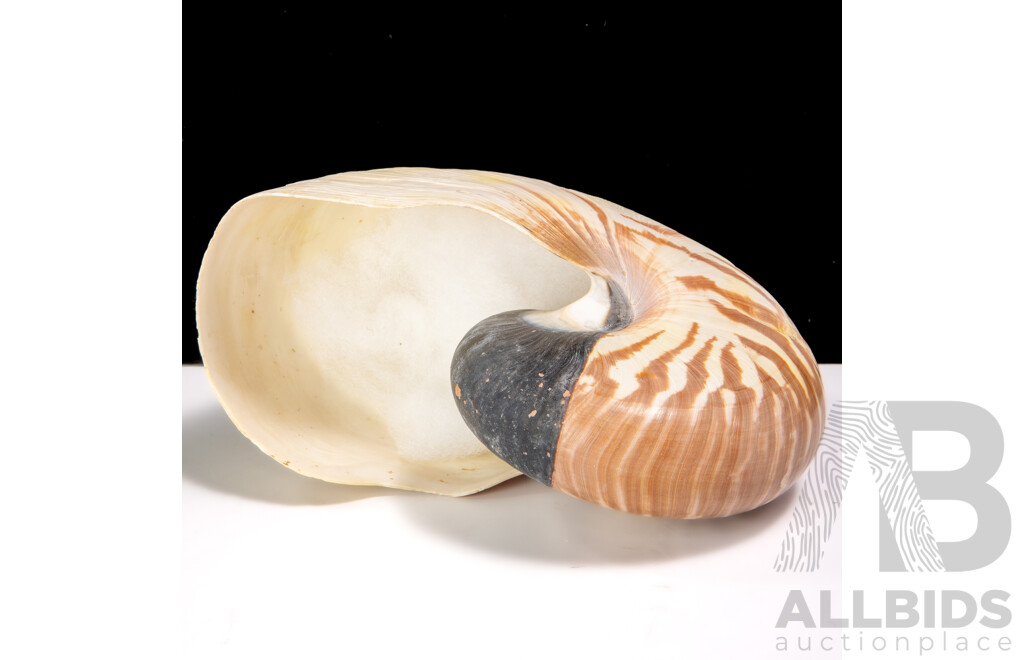 Vintage Large Tiger Nautilus Sea Shell