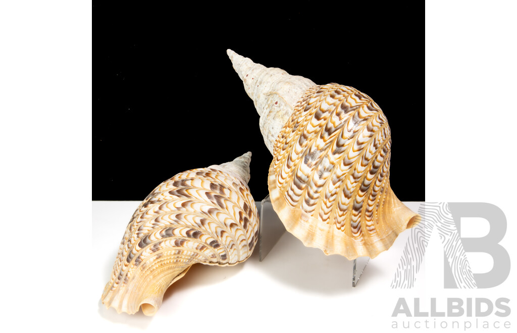 Pair Vintage Large Triton Charonia Sea Shell