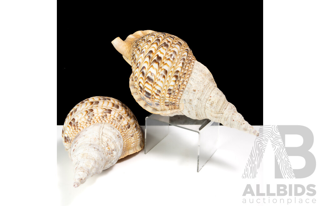 Pair Vintage Large Triton Charonia Sea Shell