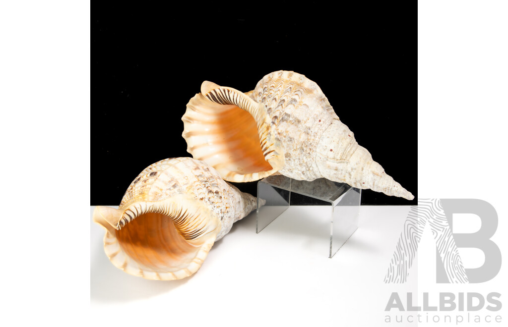 Pair Vintage Large Triton Charonia Sea Shell