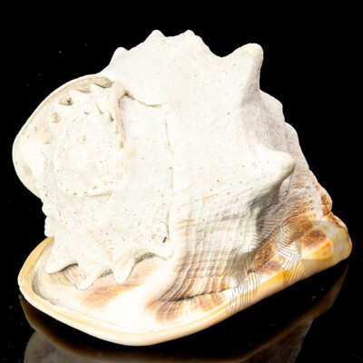 Vintage Large Helmet Cassis Cornuta Sea Shell
