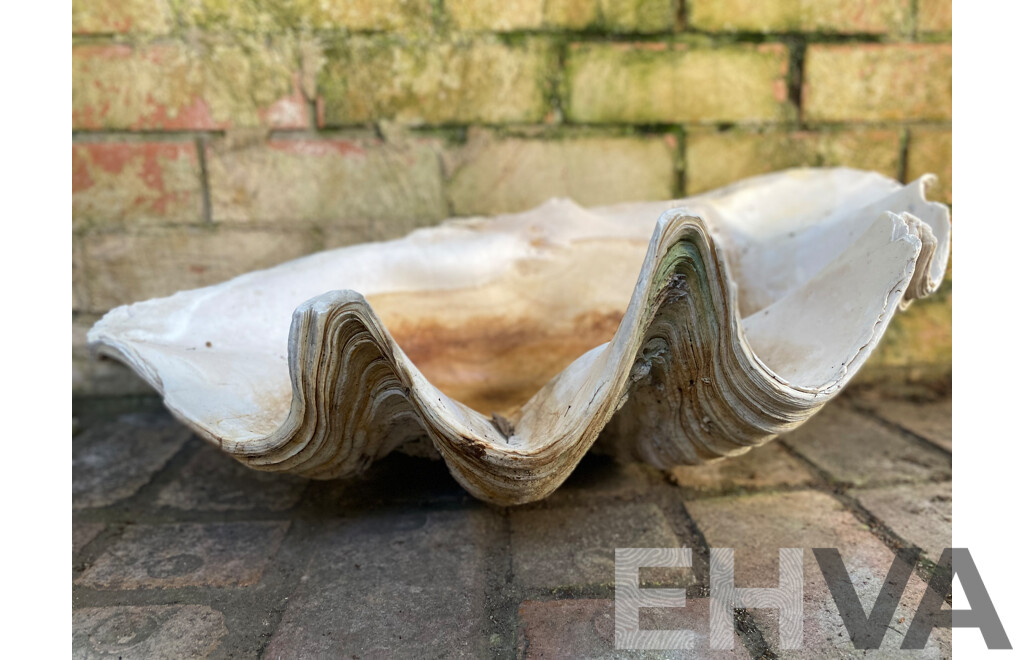 Giant Clamshell