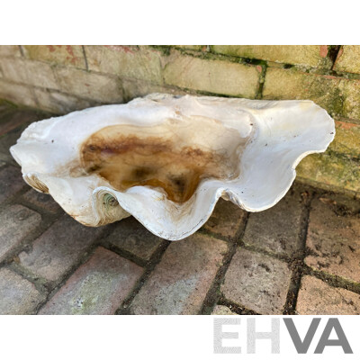 Giant Clamshell