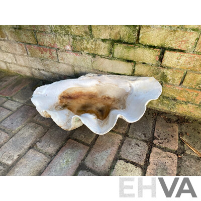 Giant Clamshell
