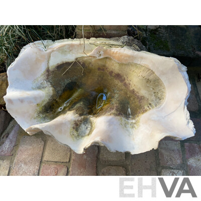 Giant Clamshell