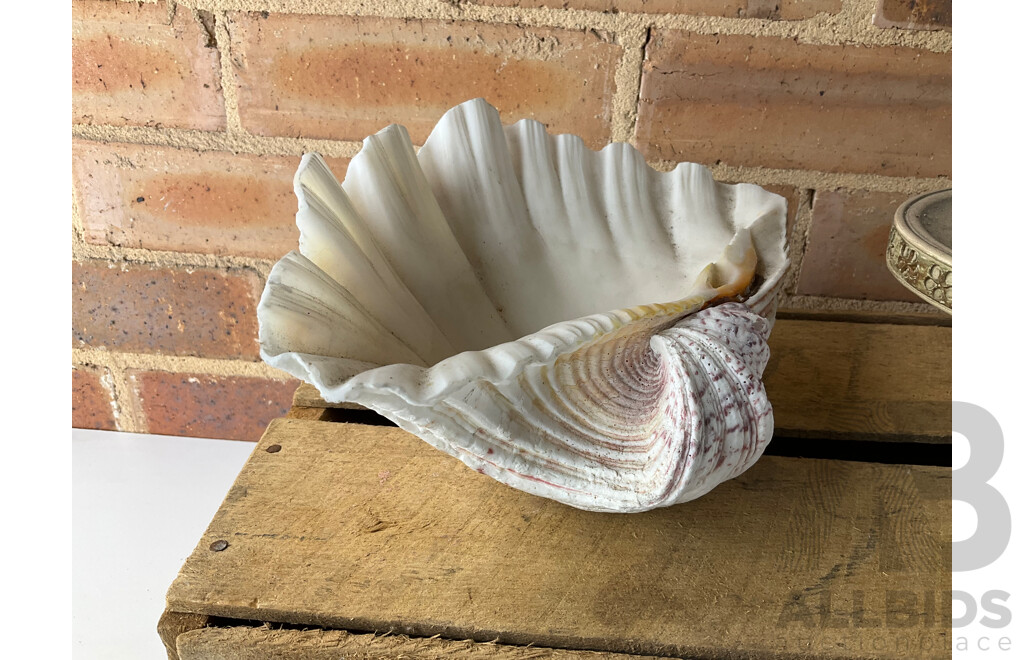 Giant Clam Shell, Two Decorative Composite Centrepiece Bowls