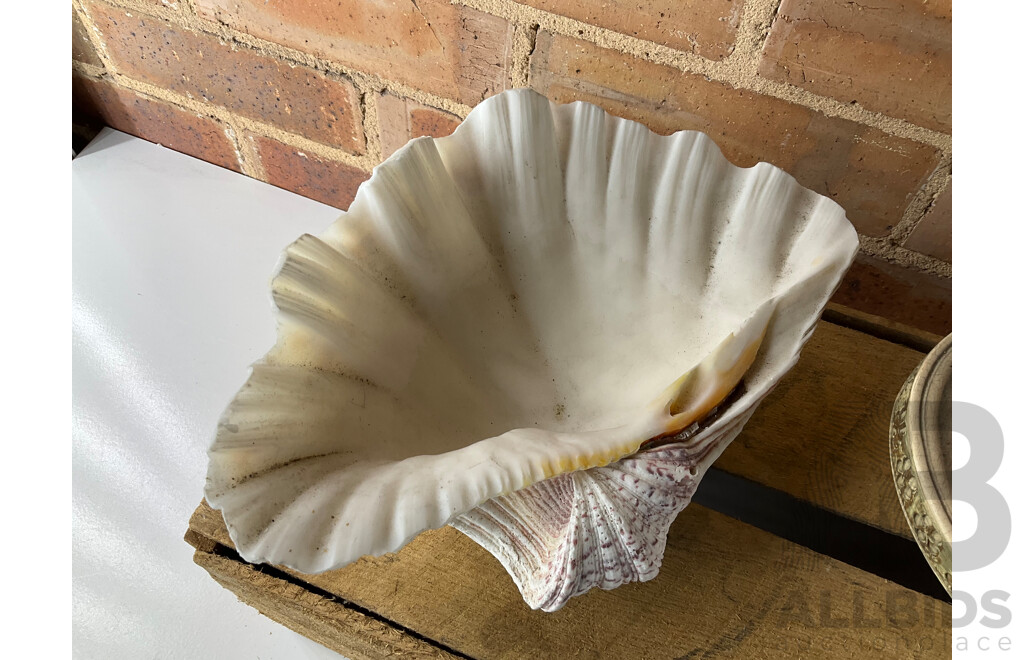 Giant Clam Shell, Two Decorative Composite Centrepiece Bowls