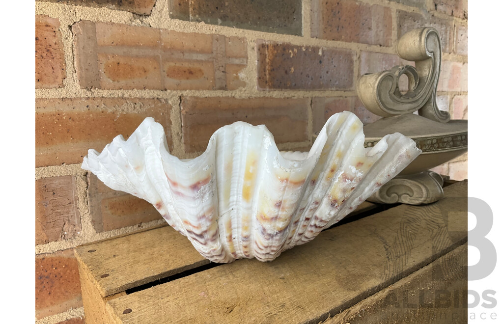 Giant Clam Shell, Two Decorative Composite Centrepiece Bowls