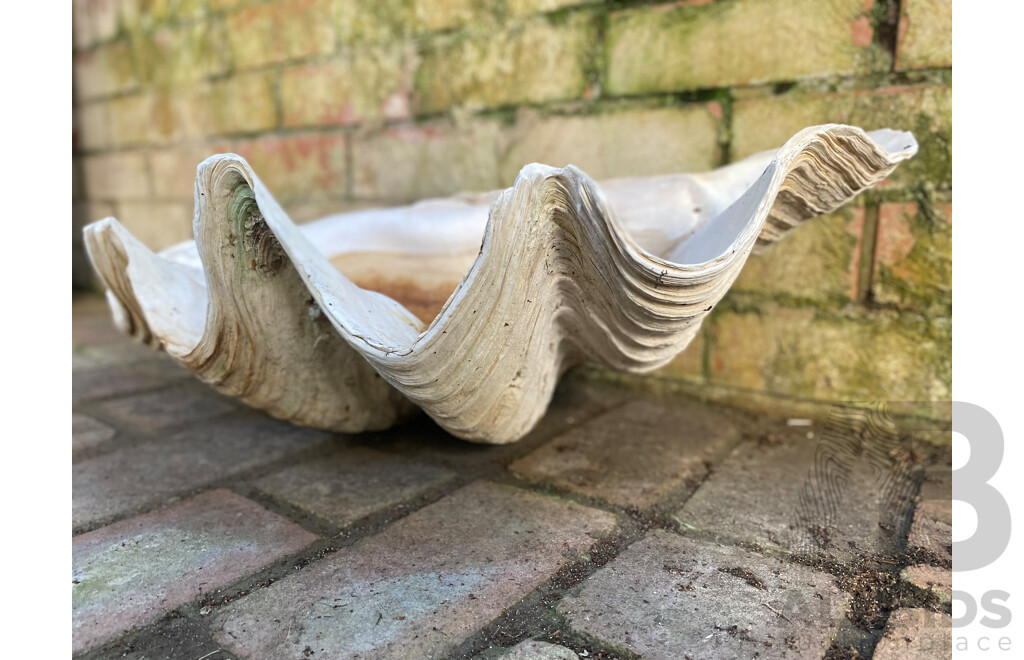 Giant Clamshell