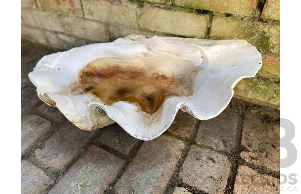 Giant Clamshell
