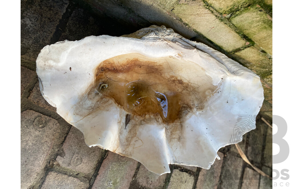 Giant Clamshell