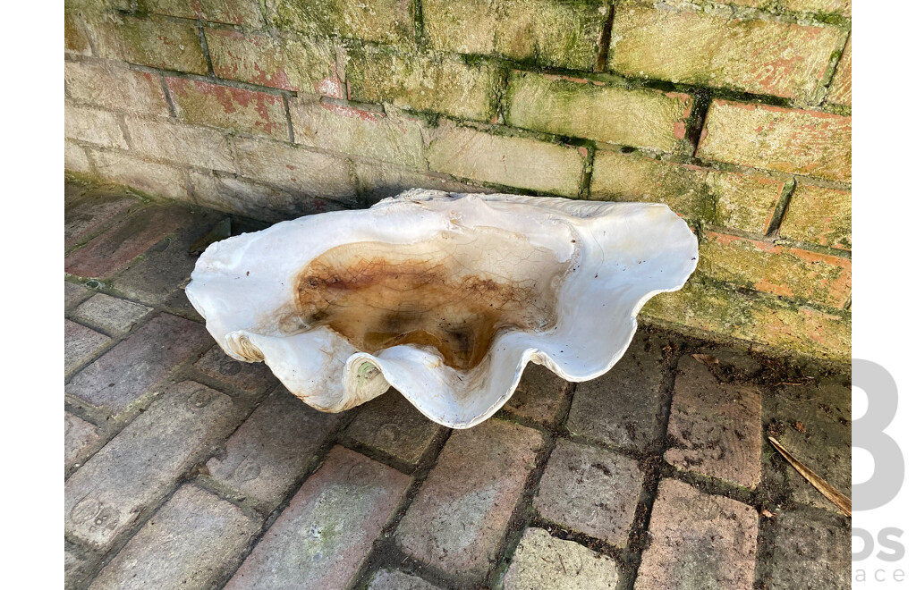 Giant Clamshell