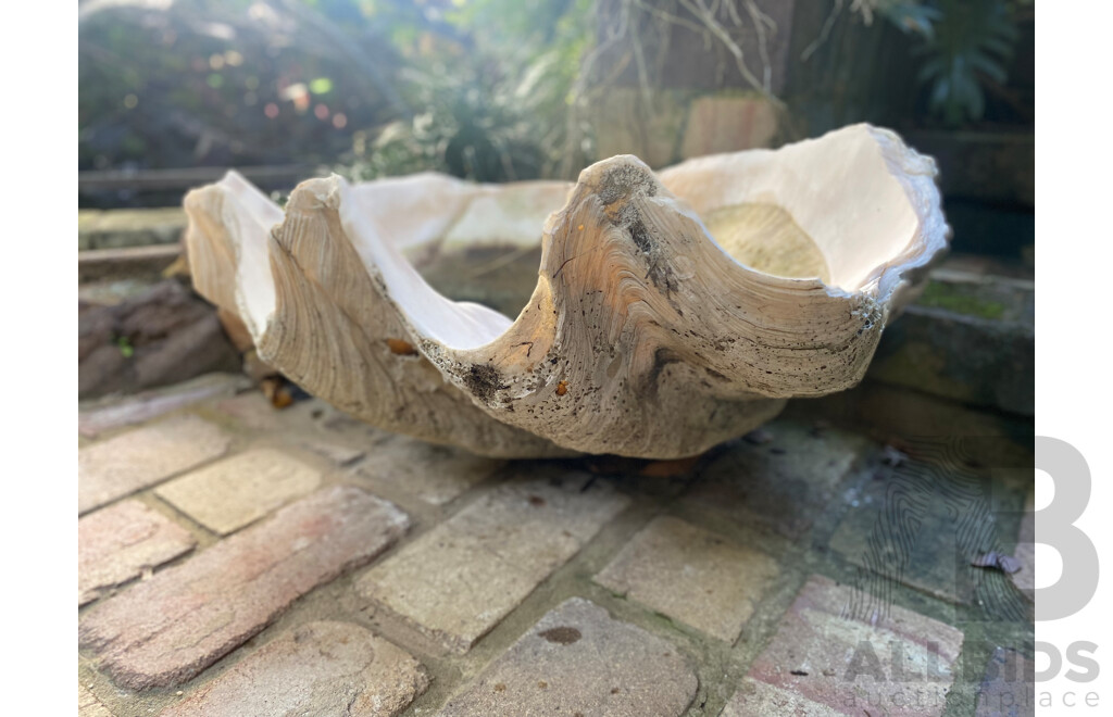 Giant Clamshell