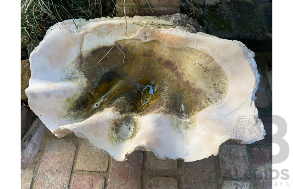 Giant Clamshell