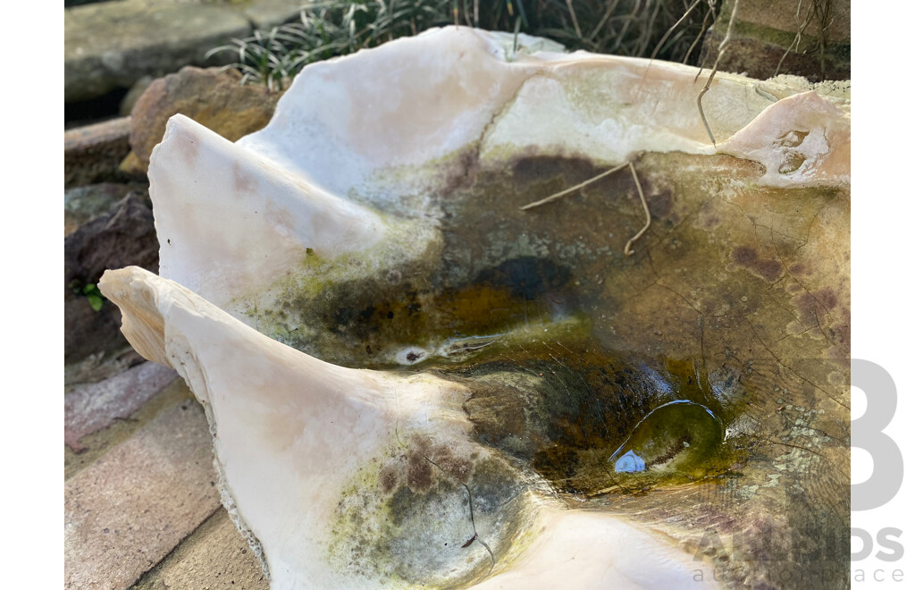 Giant Clamshell